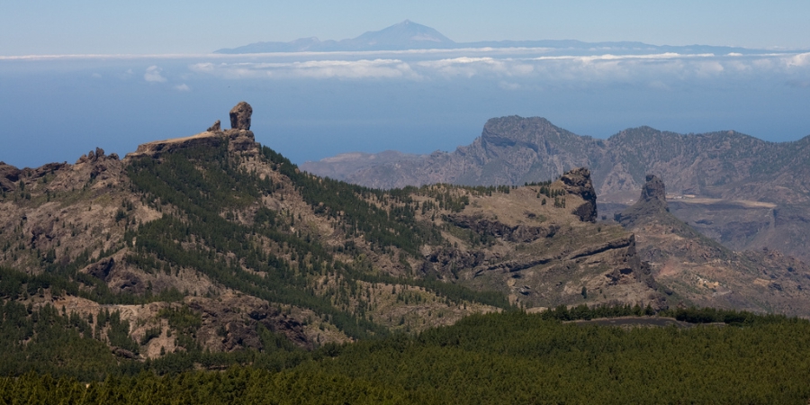 SAGULPA se suma a la reforestación de la cumbre de Gran Canaria
