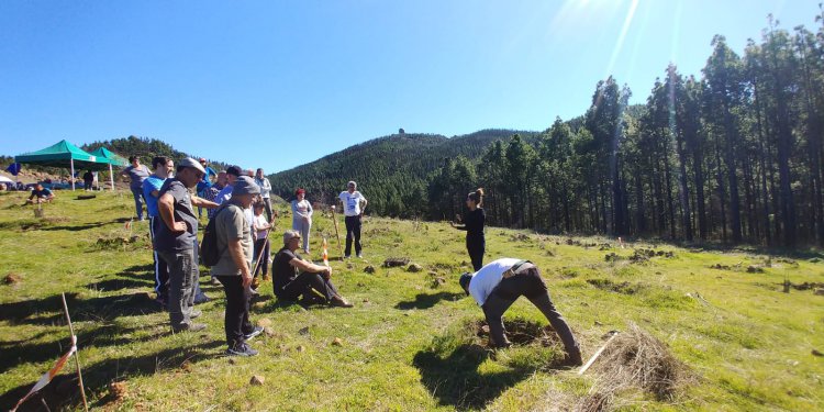 Compromiso e inclusión, protagonistas de la segunda jornada de reforestación de SAGULPA en la cumbre de la Isla