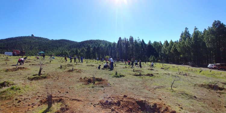 Compromiso e inclusión, protagonistas de la segunda jornada de reforestación de SAGULPA en la cumbre de la Isla