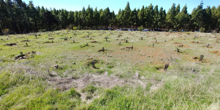 Compromiso e inclusión, protagonistas de la segunda jornada de reforestación de SAGULPA en la cumbre de la Isla