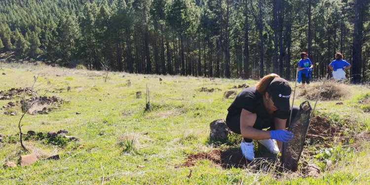 Compromiso e inclusión, protagonistas de la segunda jornada de reforestación de SAGULPA en la cumbre de la Isla