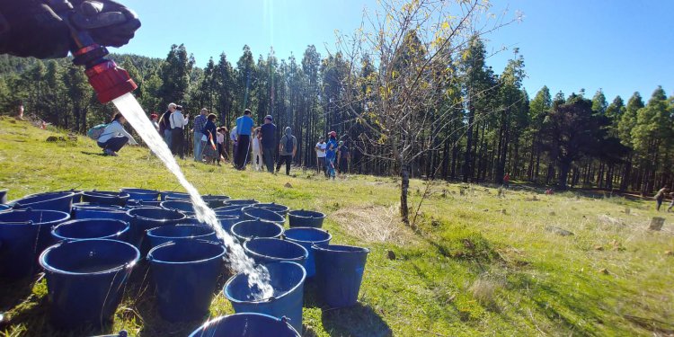 Compromiso e inclusión, protagonistas de la segunda jornada de reforestación de SAGULPA en la cumbre de la Isla