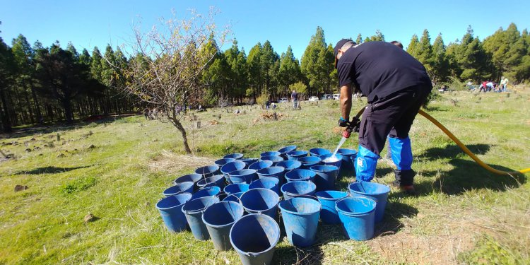 Compromiso e inclusión, protagonistas de la segunda jornada de reforestación de SAGULPA en la cumbre de la Isla