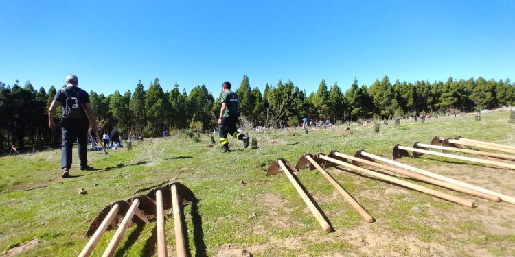 Compromiso e inclusión, protagonistas de la segunda jornada de reforestación de SAGULPA en la cumbre de la Isla