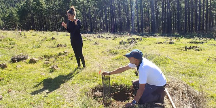 Compromiso e inclusión, protagonistas de la segunda jornada de reforestación de SAGULPA en la cumbre de la Isla
